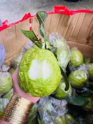  hị, Lô ổi ngày mai cực kì víp, ai bỏ lô ổi ngày tại Quảng Nam
