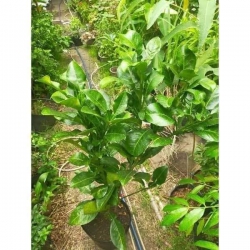 Bưởi Da Xanh Ruột Đỏ tại Quảng Nam