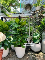 Trầu bà leo cột Vườn em sẵn nhiều ạ tại Quảng Nam