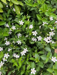 MAI CHI THIEN, hang ve so luong cho cong trinh con du va vai chuc cay, khach can so luong alo em de tại Quảng Nam