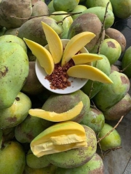 Xoài Tứ Quý Chấm Muối Ngọt Lịm tại Quảng Nam