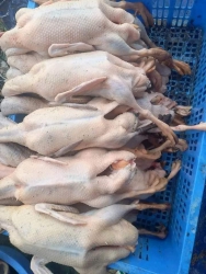 E con 5 con vit troi tại Quảng Nam