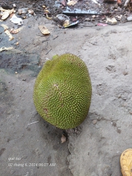 Mít ráo cả nhà ơi tại Quảng Nam