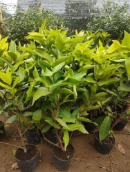 Mận đỏ An Phước tại Quảng Nam