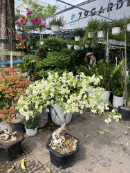 Bonsai trắng tuyết tại Quảng Nam