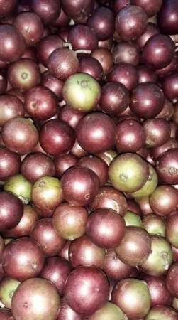 Hồng quân hàng hiếm đây mn ơi, tại Quảng Nam