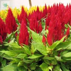 Cay giong hoa mong ga phuong vi tại Quảng Nam