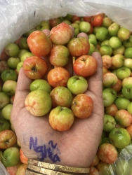 Sơri về chín rộ siêu ngon tại Quảng Nam