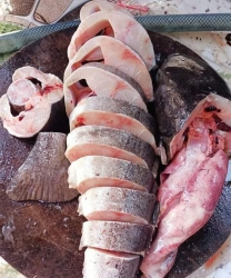 Bán cá bớp biển tại Quảng Nam