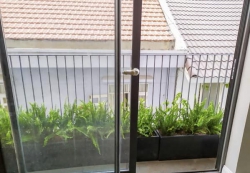 Cây cảnh giá lẻ Đà Nẵng tại Quảng Nam