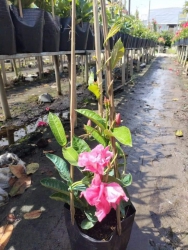 Hoa hồng anh leo dàn tại Quảng Nam