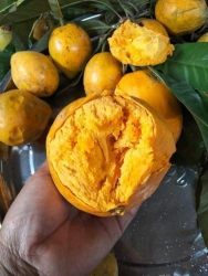 Bán Lêkima Tươi Sống tại Quảng Nam
