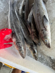 Mua Cá bớp biển tươi ngon giá rẻ tại Quảng Nam