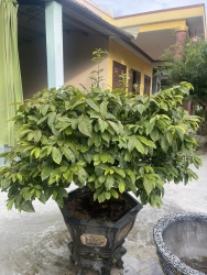 Mai Xuân đọt xanh tại Quảng Nam