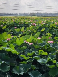 Chào Bán Lô Đất Trồng Cây  tại Quảng Nam