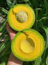 Nữ hoàng của các loại bơ, cơm vàng chành béo dẻo ngậy lụa, bán giùm c vườn giá siêu rẻ tại Quảng Nam