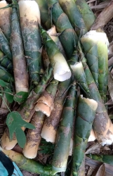 Mang kho Tet di anh chi oi Mua gia thi truong tại Quảng Nam
