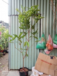 Mận đỏ An Phước tại Quảng Nam