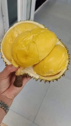 Sầu riêng óc khỉ - Sầu thái mathon siêu ngon tại Quảng Nam