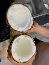 Dừa Sáp Cầu Kè Trà Vinh tại Quảng Nam
