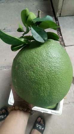 Bán bưởi da xanh đẹp long lanh để ăn và chưng tết  tại Quảng Nam