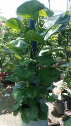 Những cây đẹp để trong nhà lọc không khí rất tốt cho sức khỏe tại Quảng Nam