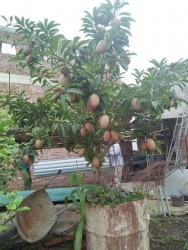 Sam bổ chê xoài trái to tại Quảng Nam