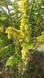 Chùm ruột cây lá um tùm tại Quảng Nam