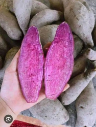 Bài viết về Khoai Tím tại Quảng Nam