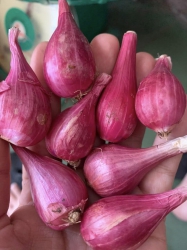 Hành quãng ngãi trung cồ lộn xộn giá 28 k tại Quảng Nam