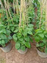 mùa hè mà ko trồng thiên lí là phí 1 đời tại Quảng Nam