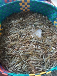 100% tôm đất sông thiên nhiên tại Quảng Nam