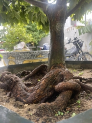 Mai Xuân đọt xanh tại Quảng Nam