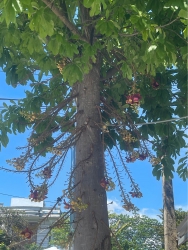 Bán đất đấu giá tại Quế Sơn, Quảng Nam tại Quảng Nam