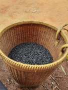 Đậu đen xanh lòng, nếp cẩm , gạo lức đỏ trên dân núi Gia lai  tại Quảng Nam