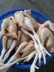 ng mai e có ít gà kiến side nhỏ tại Quảng Nam