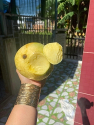 Ăn xoài nên lựa trái vàng mã rám ri mới ngọt nè tại Quảng Nam