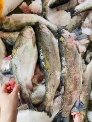  Hồi Tươi Căng tại Quảng Nam