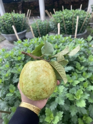 Vườn ổi chuyến cuối cùng tại Quảng Nam