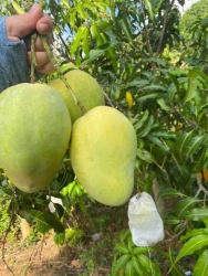 Xoài tứ quý ra trái quanh năm tại Quảng Nam