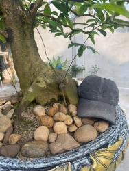 Bán giá rẻ Hoành thân 40 bệ đế 75 tại Quảng Nam