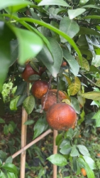 i To Ngọt - Siêu Rẻ tại Quảng Nam