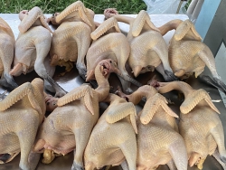 Bán gà siêu rẻ tại Quảng Nam