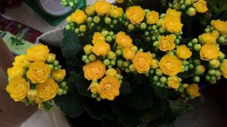 Cây giống sống đời kép dễ chăm cho hoa quanh năm  tại Quảng Nam