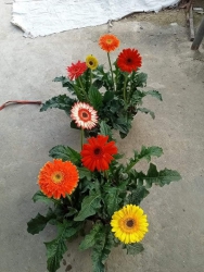 Cúc đồng tiền nhiều màu Cây bao đẹp tại Quảng Nam