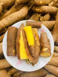 Sắn dẻo ruột vàng tại Quảng Nam