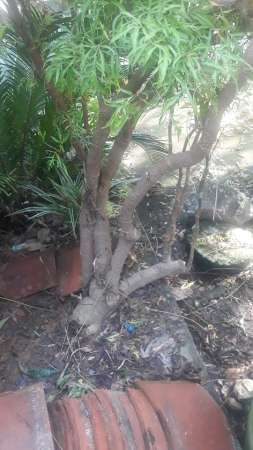 Hiện em đang có 2 cấy đinh lăng 10 năm tuổi cần bán . tại Quảng Nam