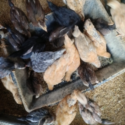  tại Quảng Nam