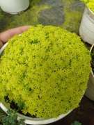 Cỏ serum nhật 45k chậu ship từ 2 chậu  tại Quảng Nam