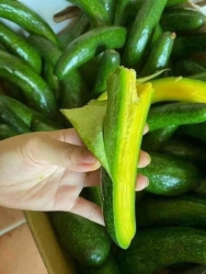 Nữ hoàng chân dài của làng bơ tại Quảng Nam